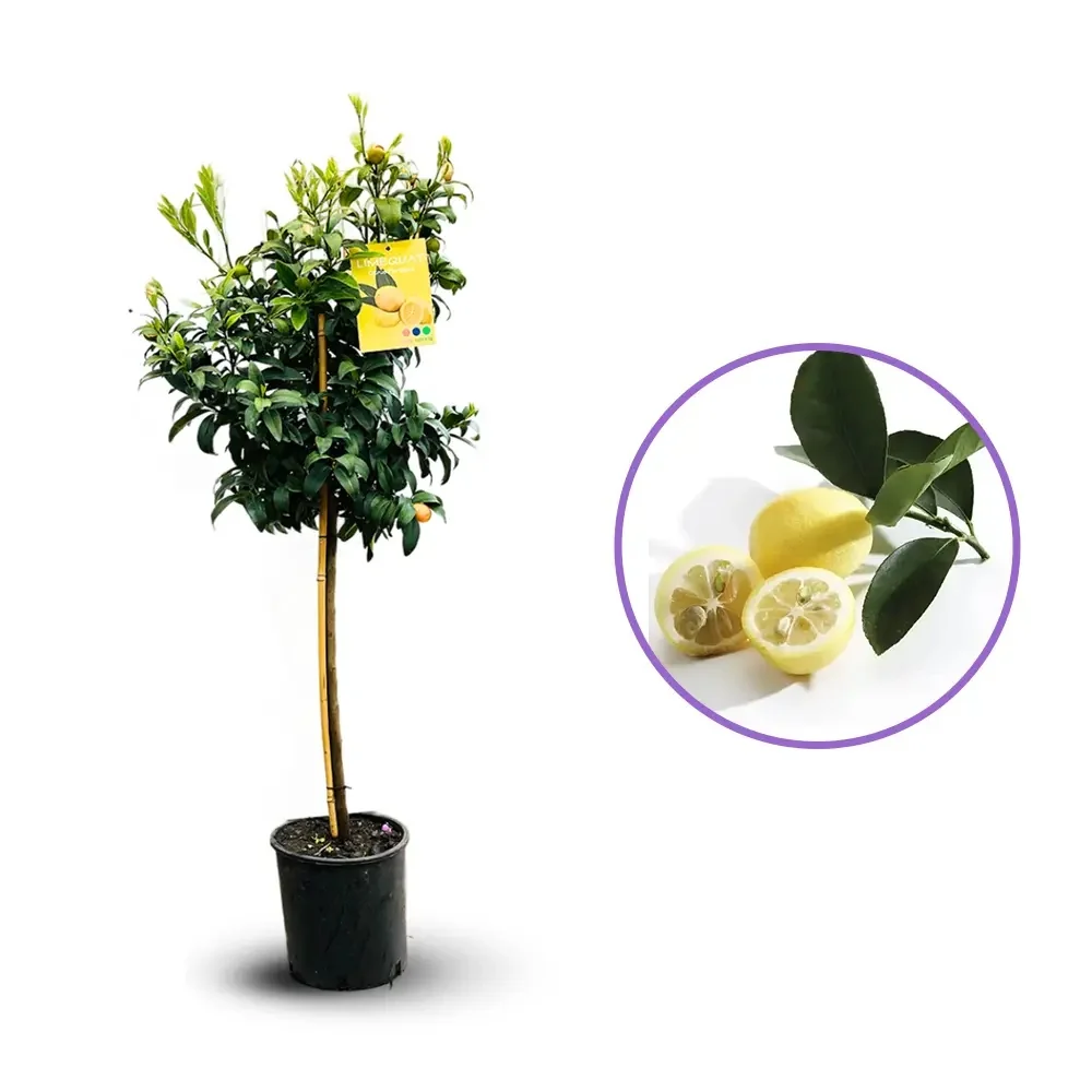 Citrus floridana Limequat, 100 cm, pom citric exotic, fructe galbene dulci-acrisoare, planta decorativa si roditoare, livr...