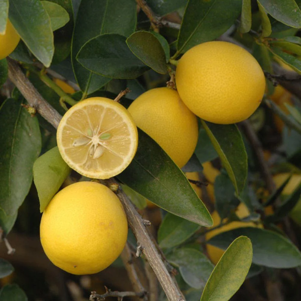 Citrus floridana Limequat, 100 cm, pom citric exotic, fructe galbene dulci-acrisoare, planta decorativa si roditoare, livr...