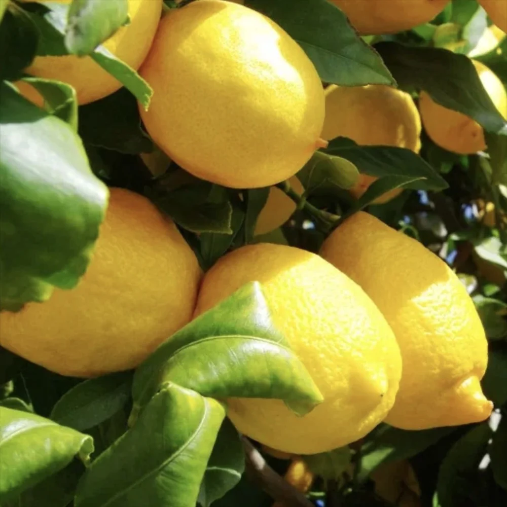 Citrus floridana Limequat, 100 cm, pom citric exotic, fructe galbene dulci-acrisoare, planta decorativa si roditoare, livr...