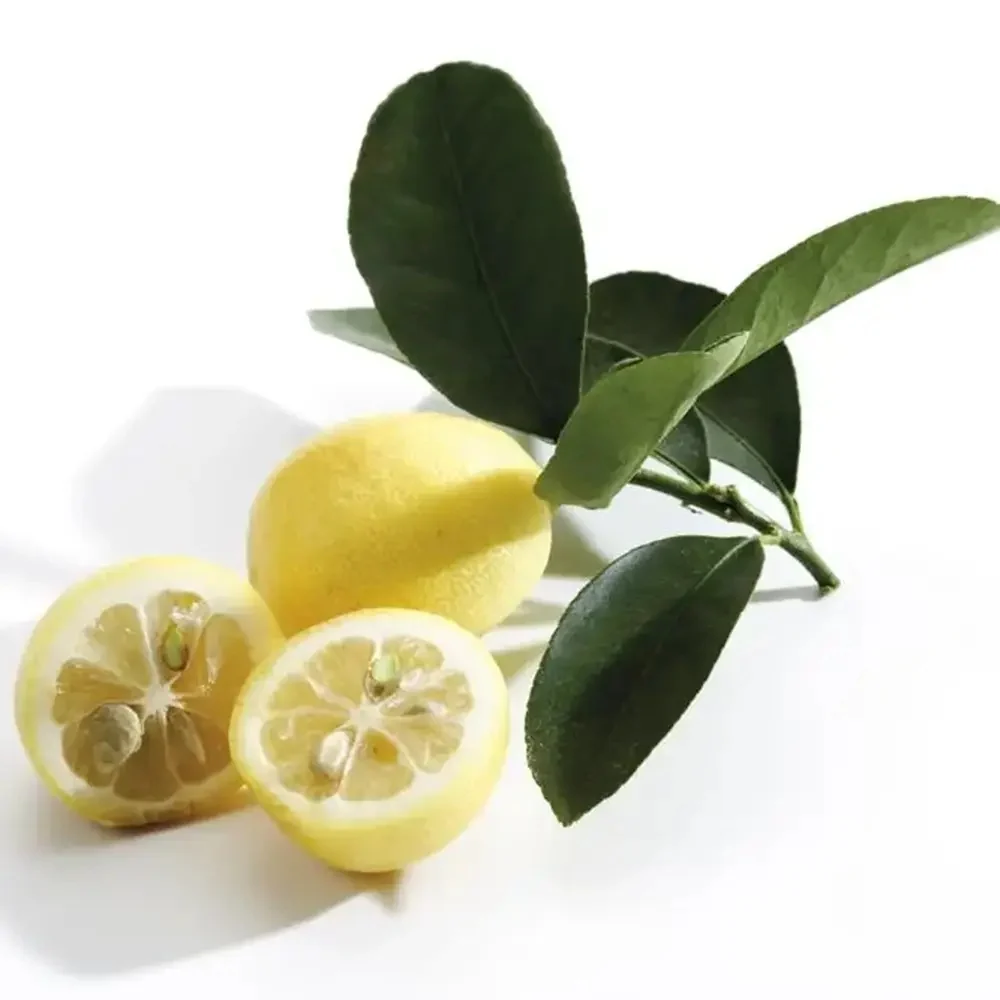 Citrus floridana Limequat, 100 cm, pom citric exotic, fructe galbene dulci-acrisoare, planta decorativa si roditoare, livr...