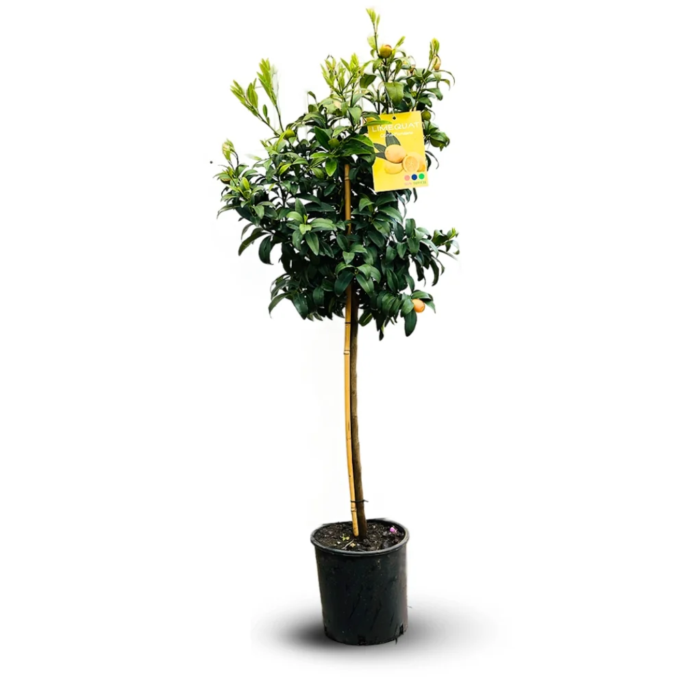 Citrus floridana Limequat, 100 cm, pom citric exotic, fructe galbene dulci-acrisoare, planta decorativa si roditoare, livr...
