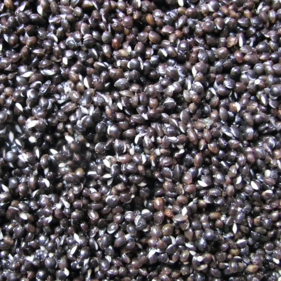 Monsterkempzaad 1kg