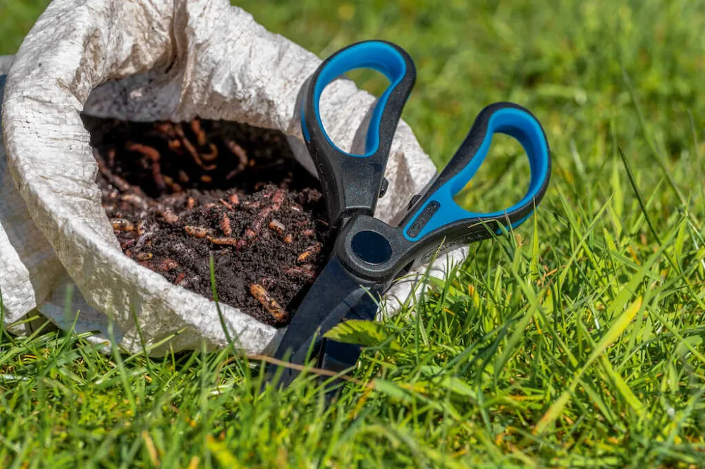 WORM SCISSORS