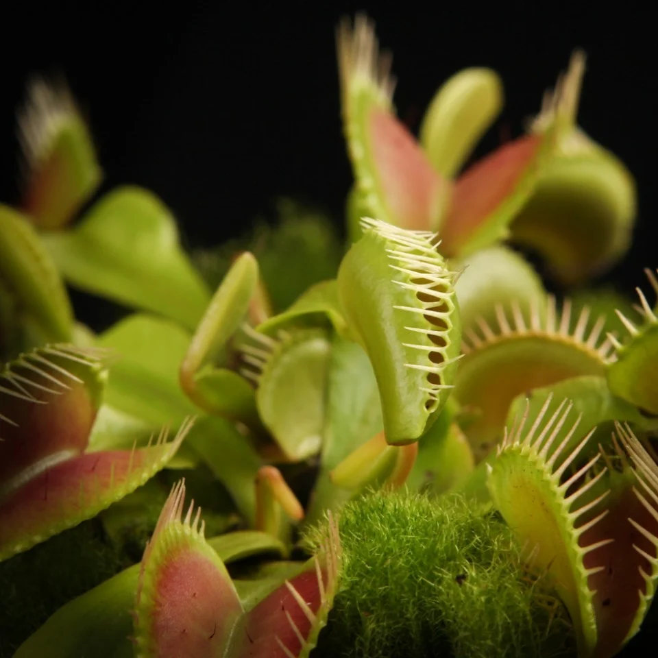 Dionaea Muscipula (Venus Flytrap) - O planta carnivora de exceptie