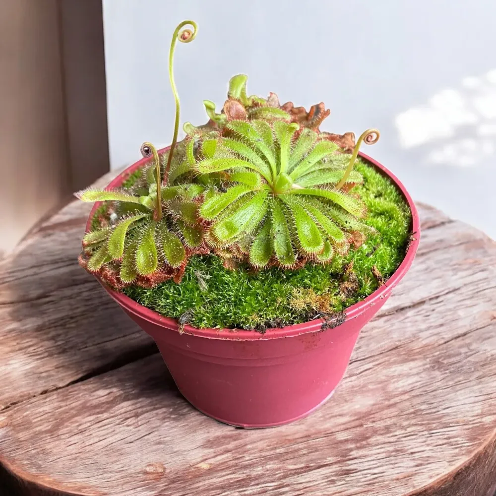 Drosera Aliciae (Roua cerului)