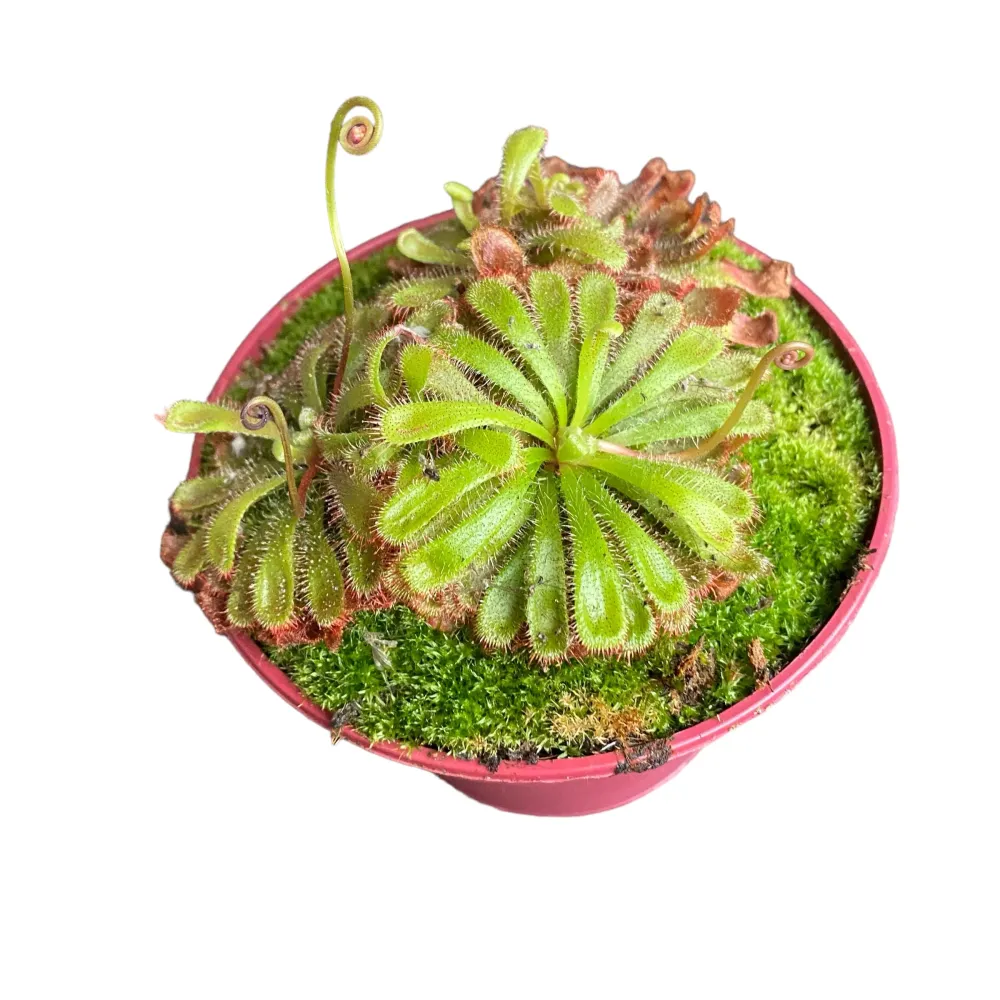 Drosera Aliciae (Roua cerului)