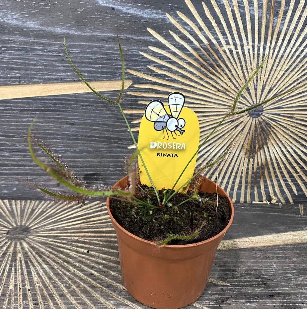 Drosera Binata - Roua cerului
