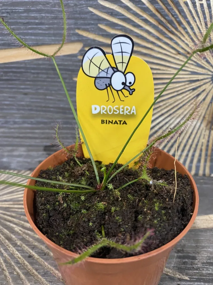 Drosera Binata - Roua cerului