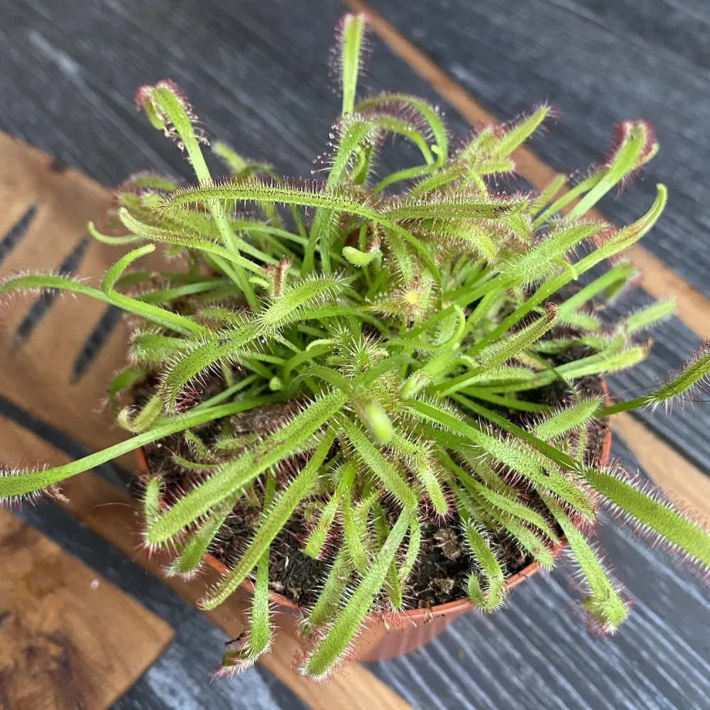Drosera Capensis - Roua cerului D8