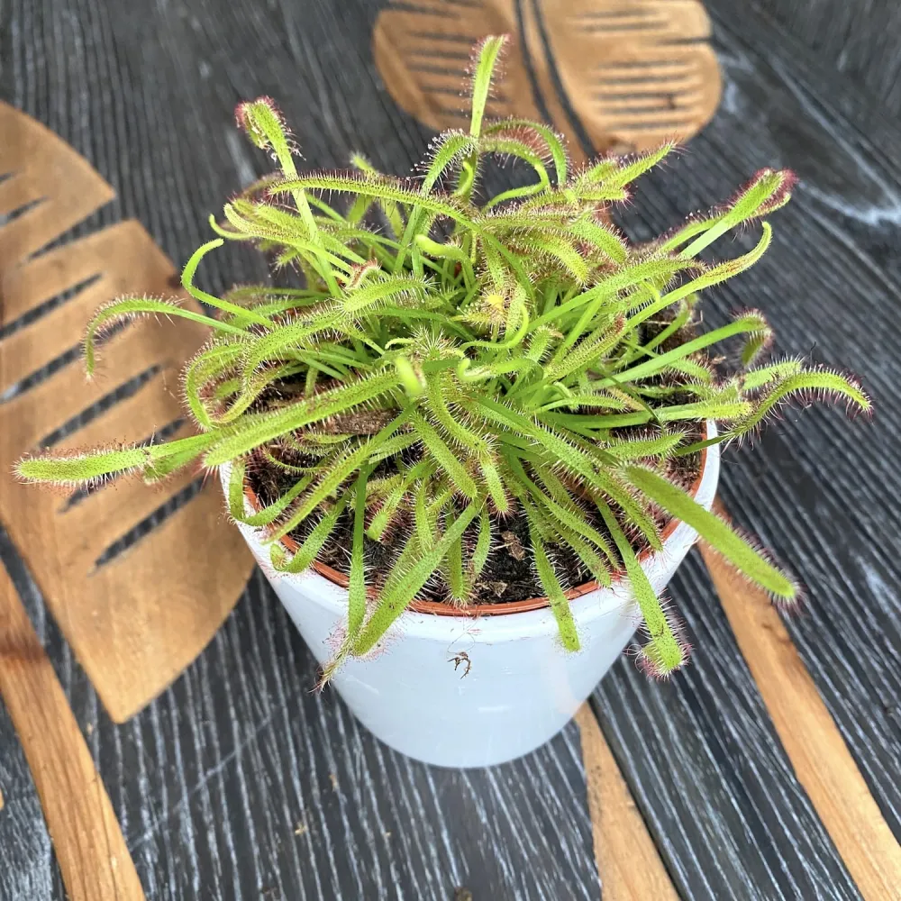 Drosera Capensis - Roua cerului D8