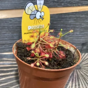 Drosera Madagascariensis - Roua cerului