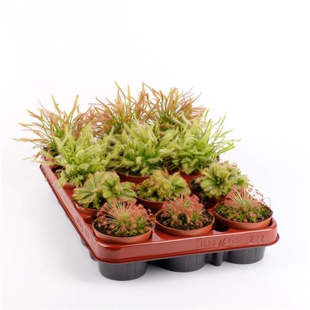 Drosera mix - Roua cerului