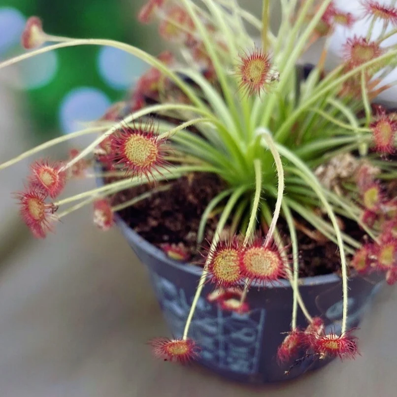 Drosera paradoxa - Roua cerului