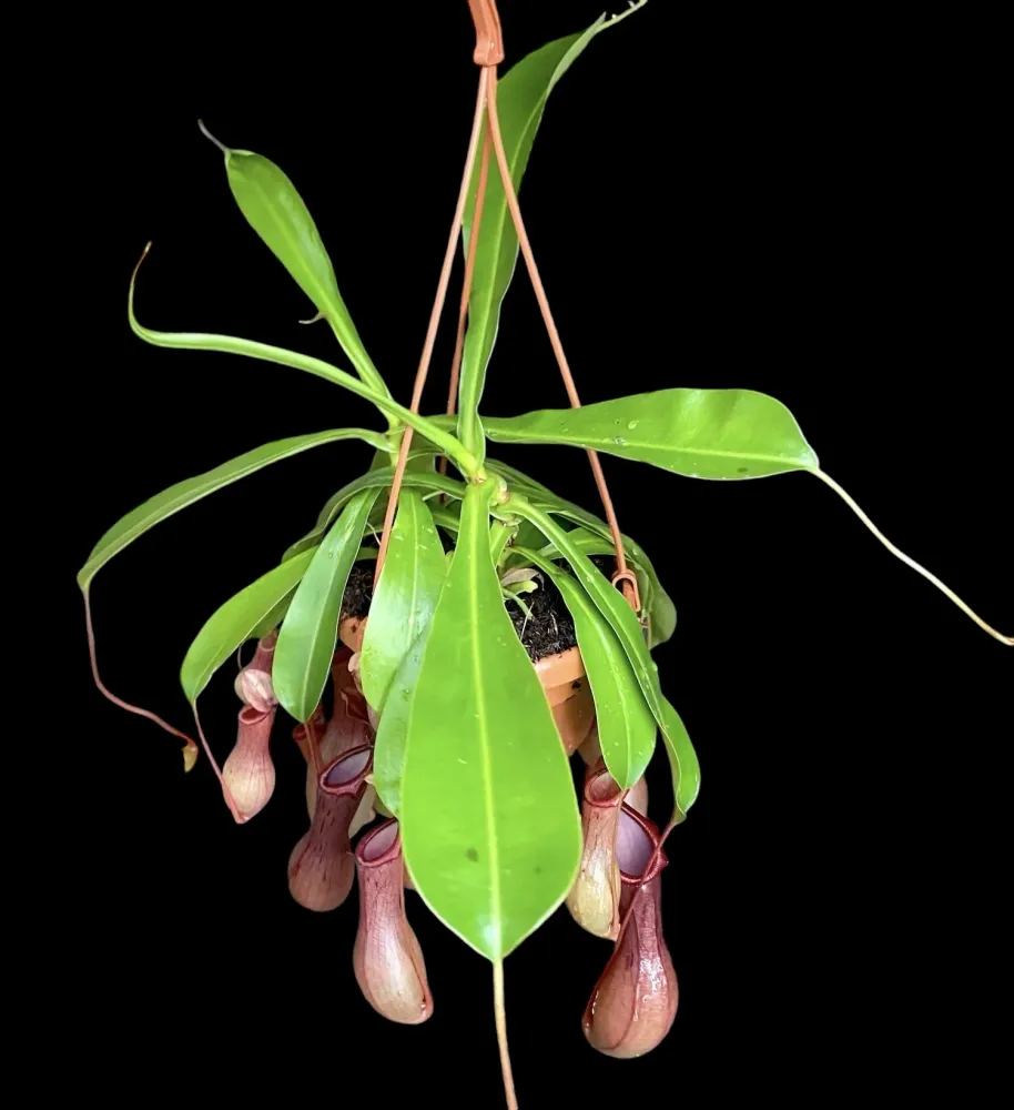 Nepenthes Alata - O planta carnivora spectaculoasa!