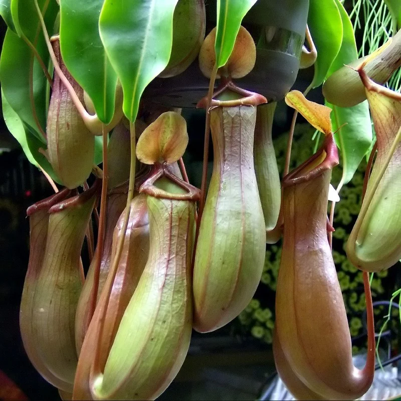 Nepenthes Alata - O planta carnivora spectaculoasa!