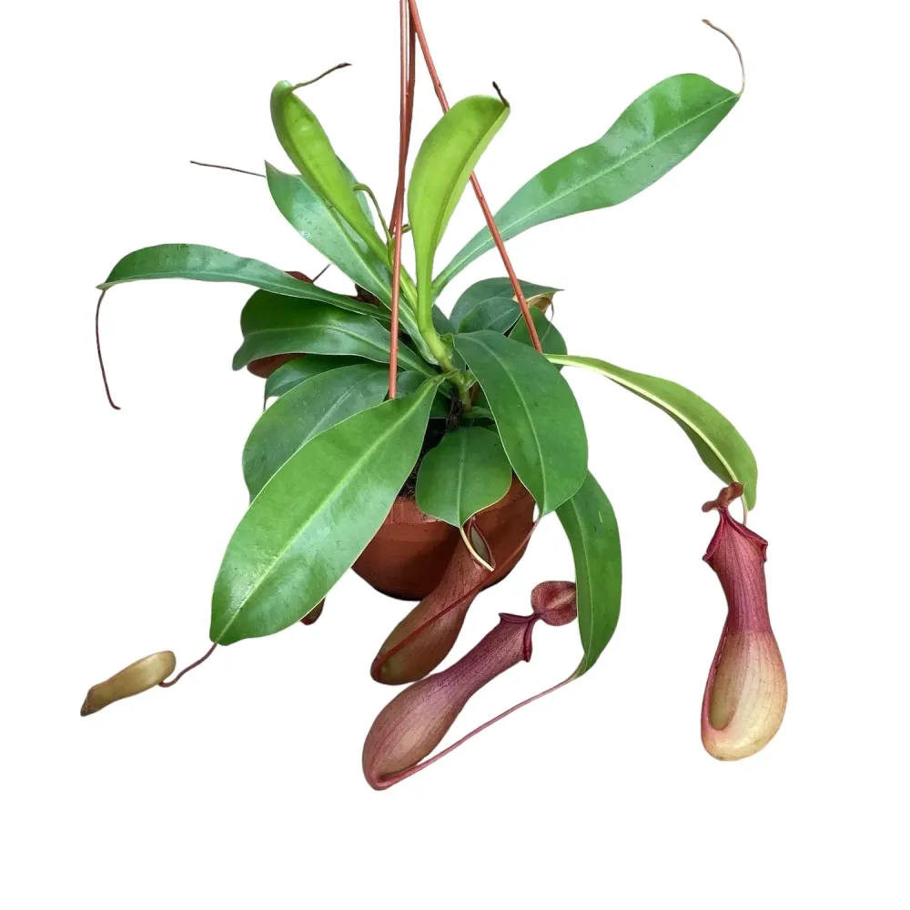 Nepenthes Alata - O planta carnivora spectaculoasa!