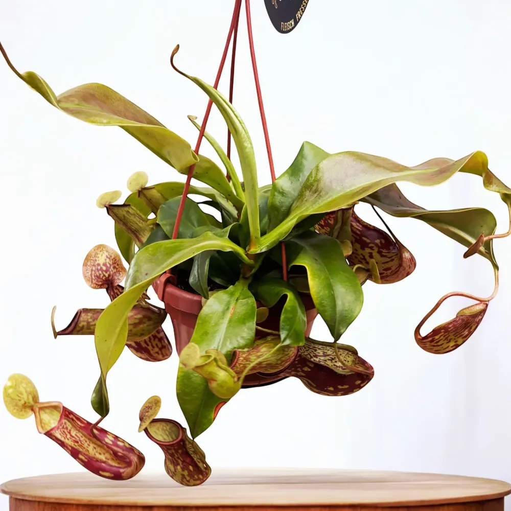 Nepenthes ‘Gaya’ (Monkey Jars) - O planta carnivora spectaculoasa!