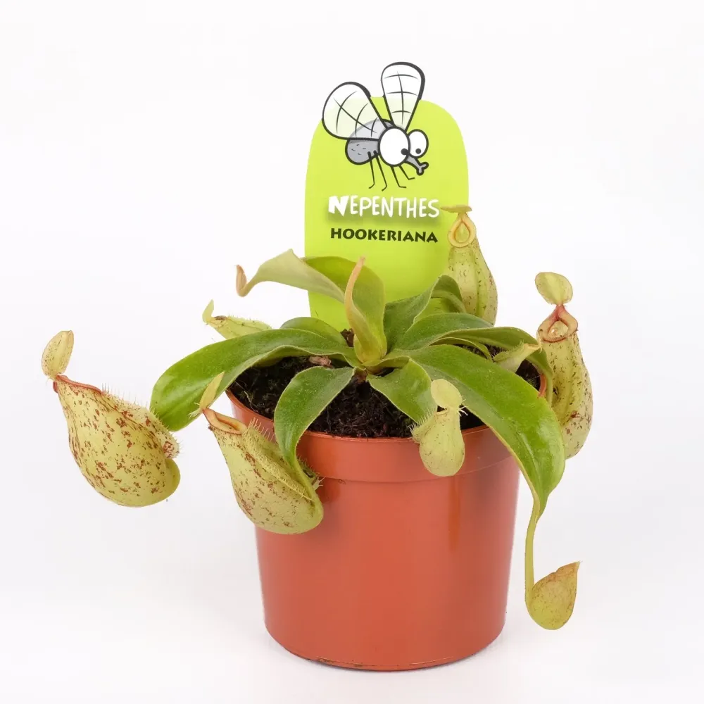 Nepenthes Hookeriana - O planta carnivora spectaculoasa!