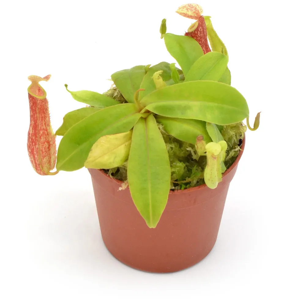Nepenthes mini mix