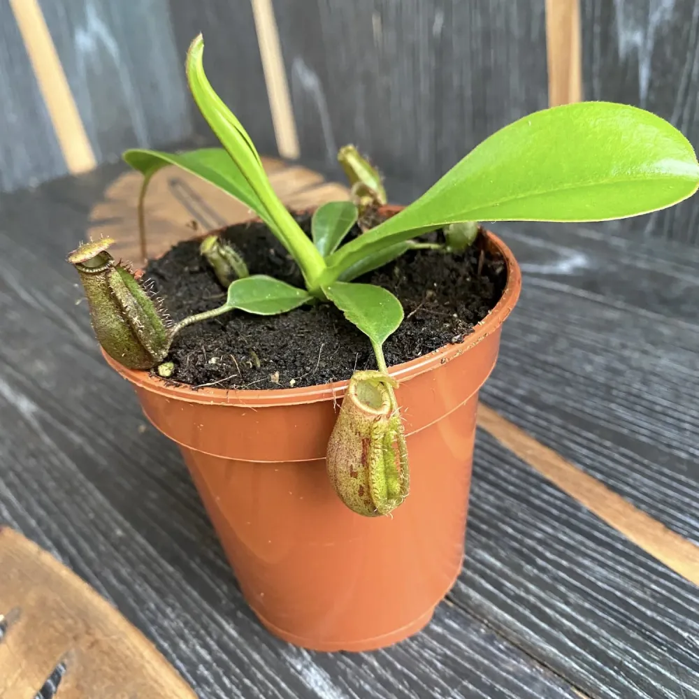 Nepenthes mini mix