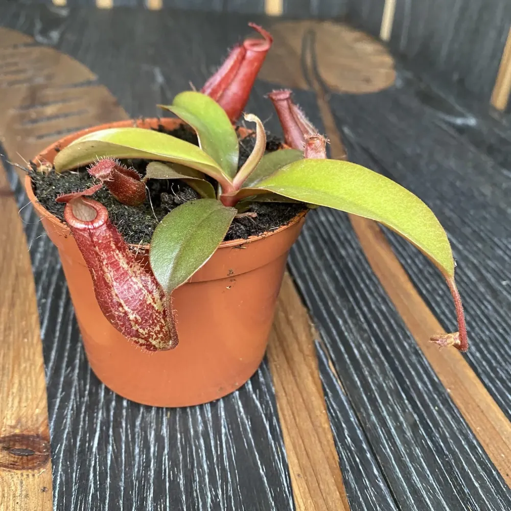 Nepenthes mini mix