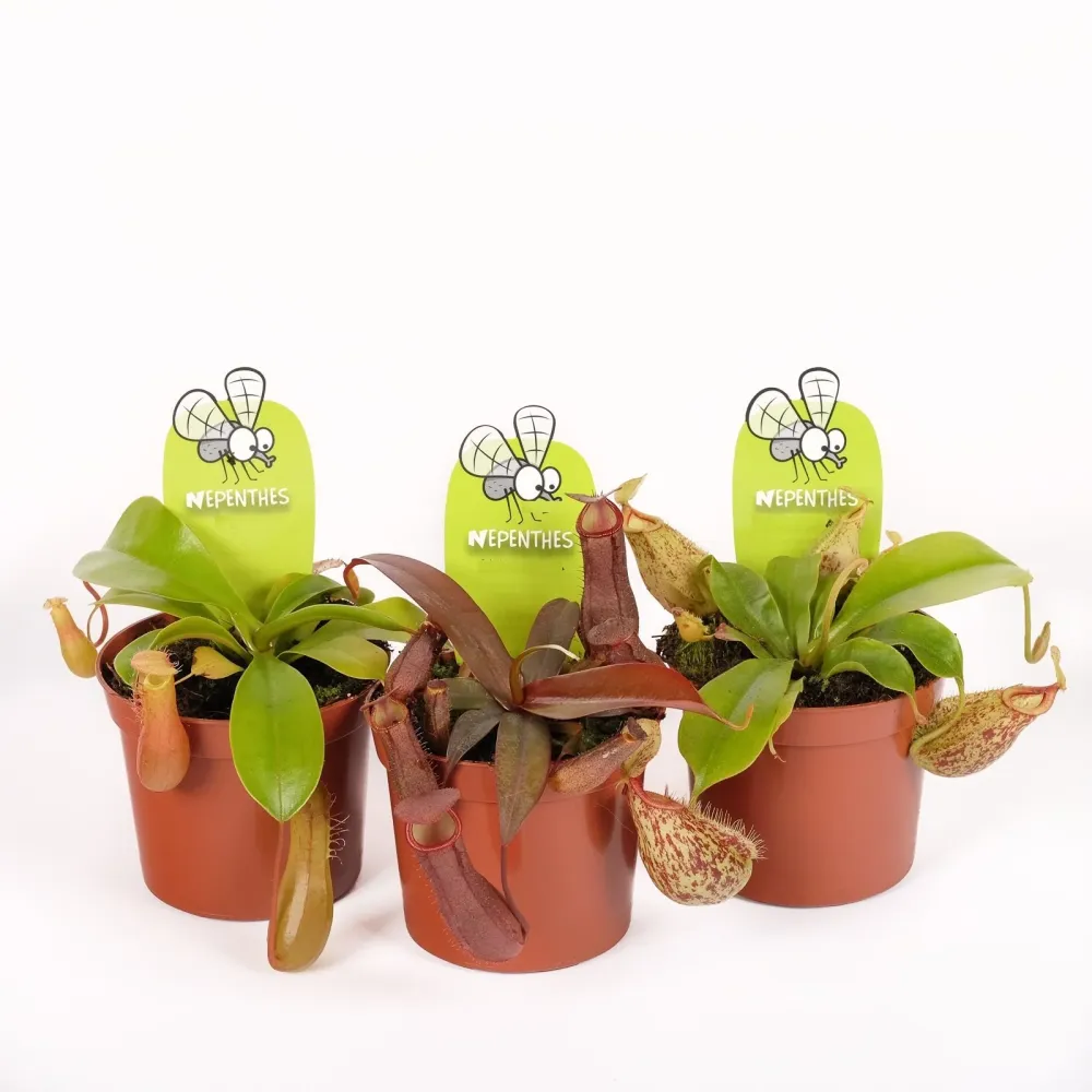 Nepenthes mini mix