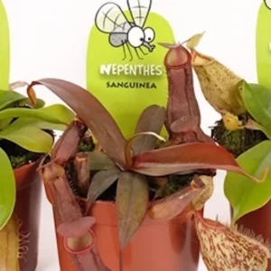 Nepenthes Sanguinea mini - O planta carnivora spectaculoasa!