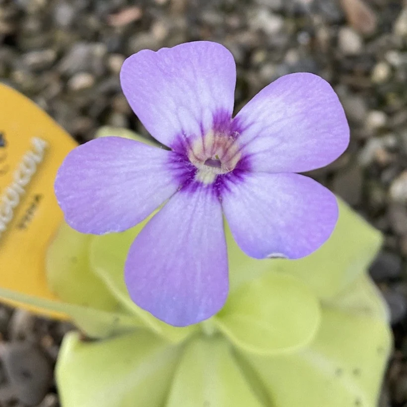 Planta carnivora Pinguicula Tina