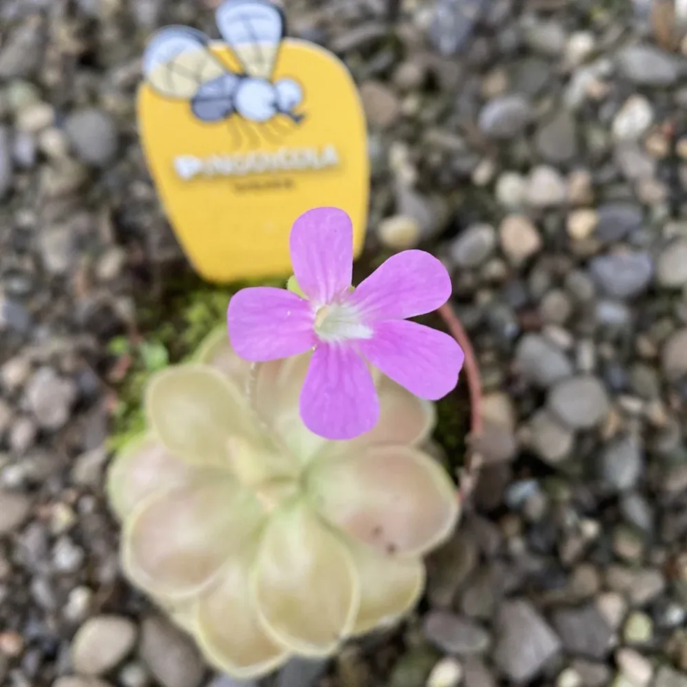 Planta carnivora Pinguicula Weser