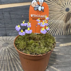 Planta carnivora Utricularia bisquamata