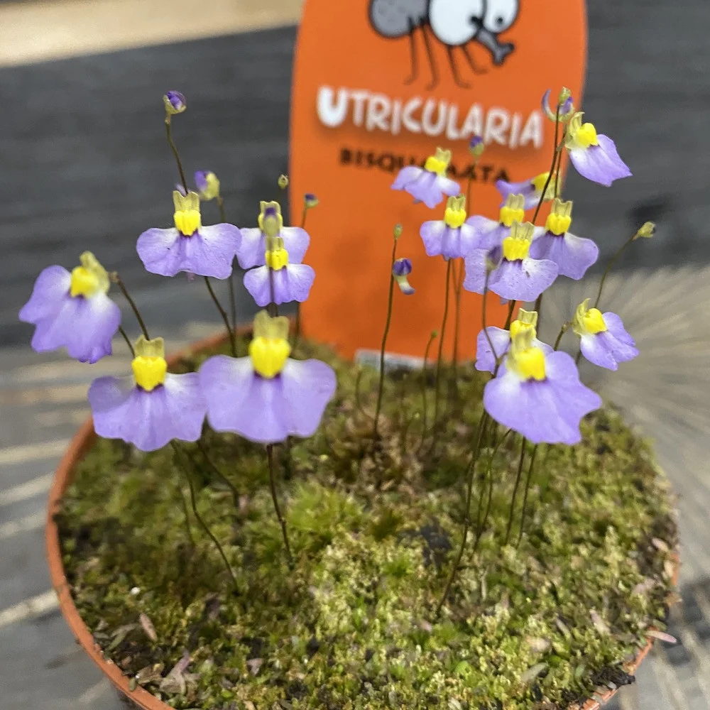 Planta carnivora Utricularia bisquamata