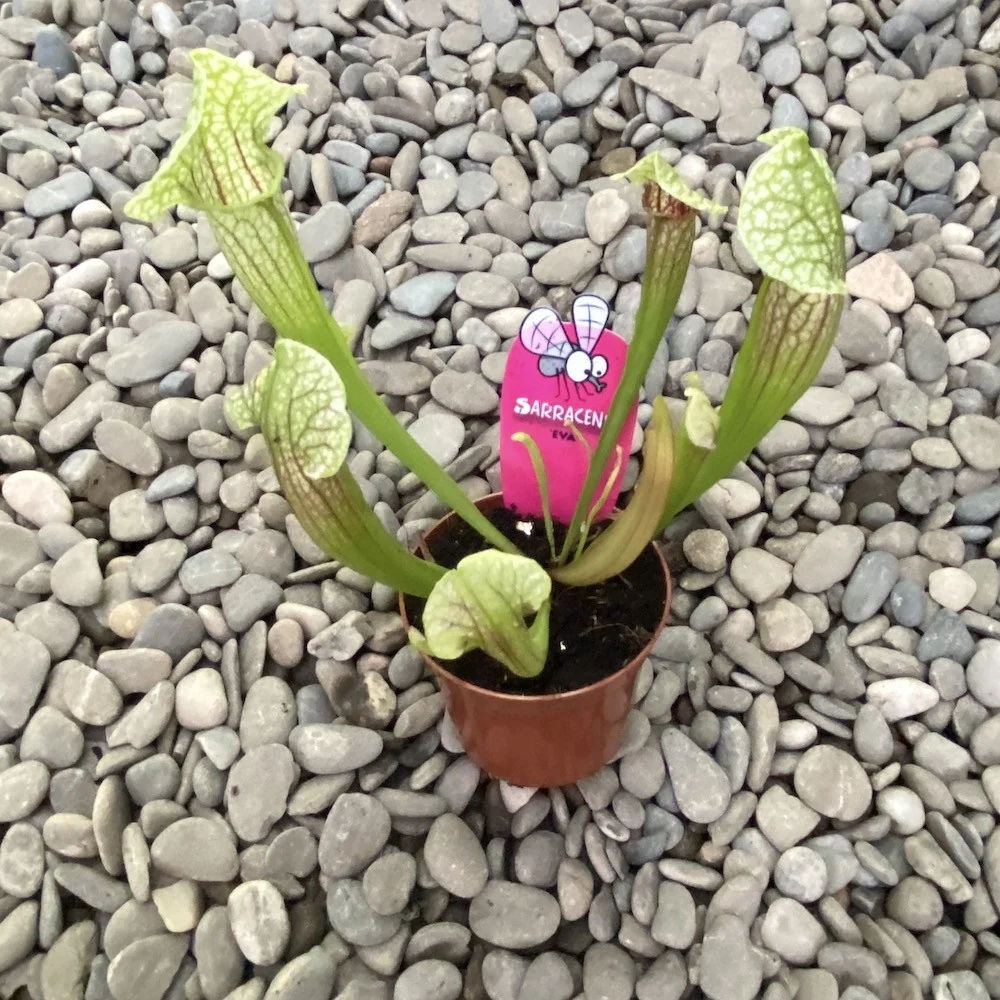 Sarracenia Eva - Planta Ulcior