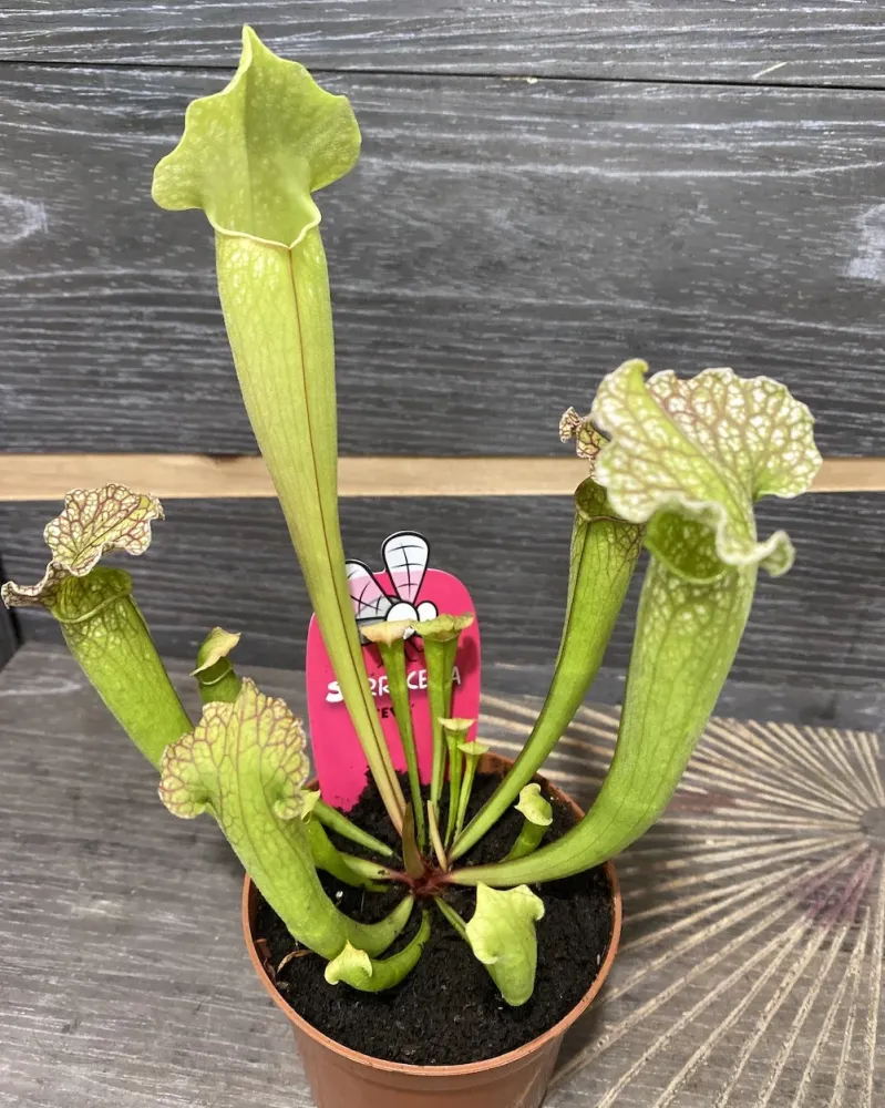 Sarracenia Eva - Planta Ulcior