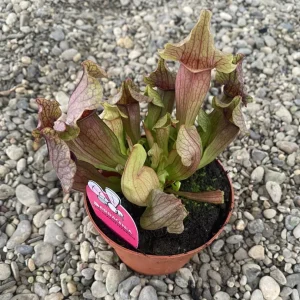 Sarracenia farnhamii hybrid XL - planta ulcior