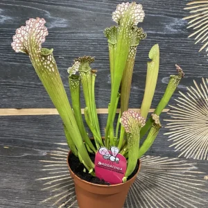 Sarracenia farnhamii hybrid XL - planta ulcior
