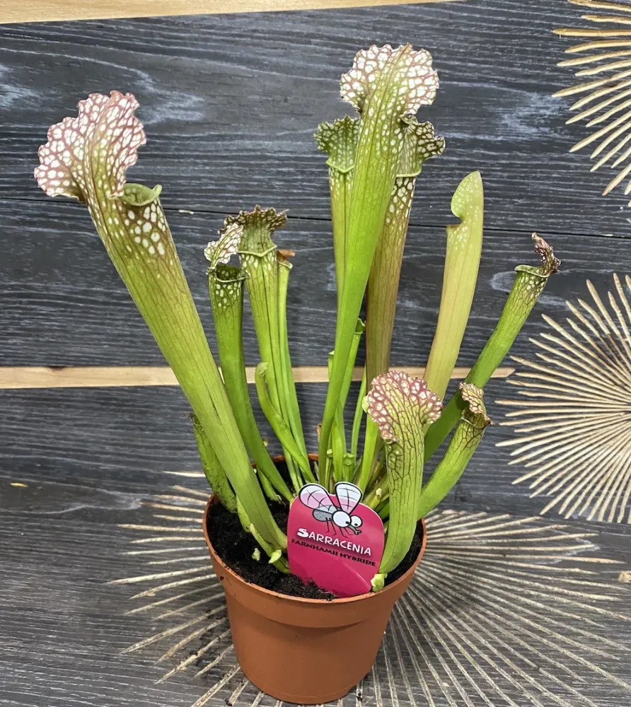 Sarracenia farnhamii hybrid XL - planta ulcior