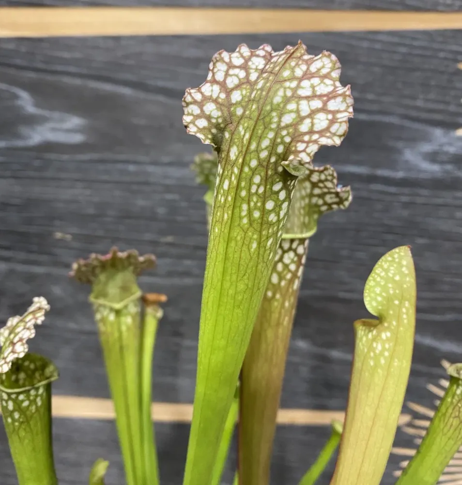 Sarracenia farnhamii hybrid XL - planta ulcior