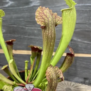 Sarracenia Fiona XL - Planta Ulcior