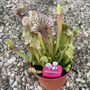 Sarracenia Judith XL - planta ulcior