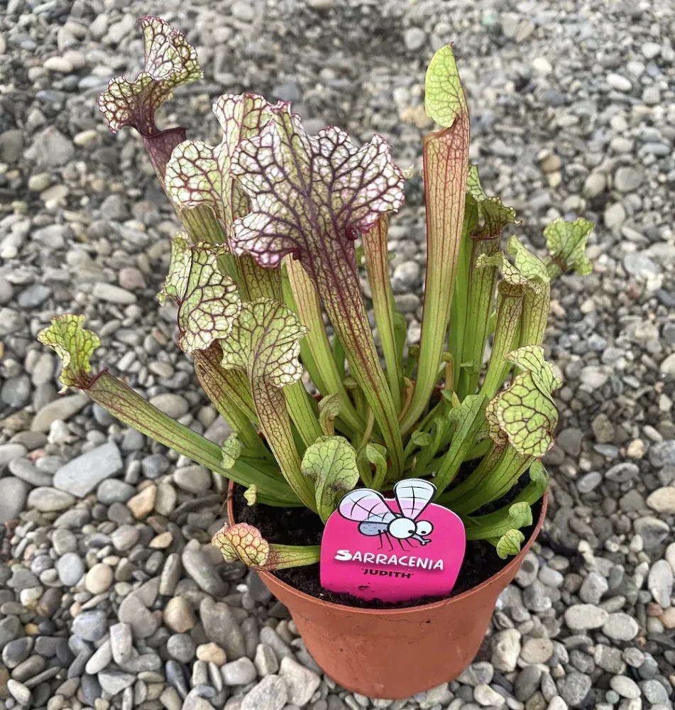 Sarracenia Judith XL - planta ulcior