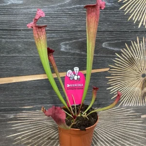 Sarracenia Juthatip Soper - Planta Ulcior