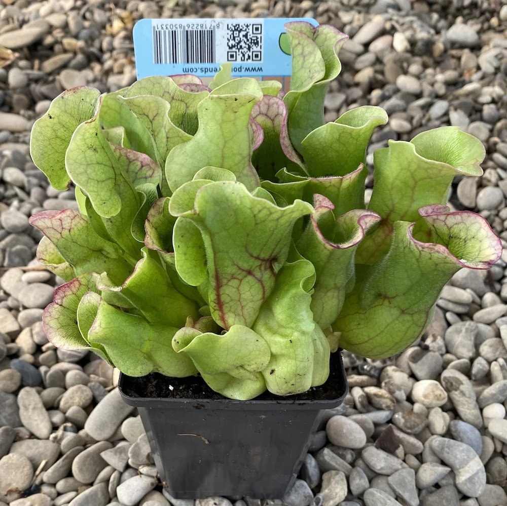 Sarracenia leucophylla (planta ulcior)