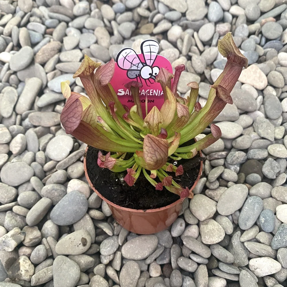 Sarracenia Maroon - Planta Ulcior