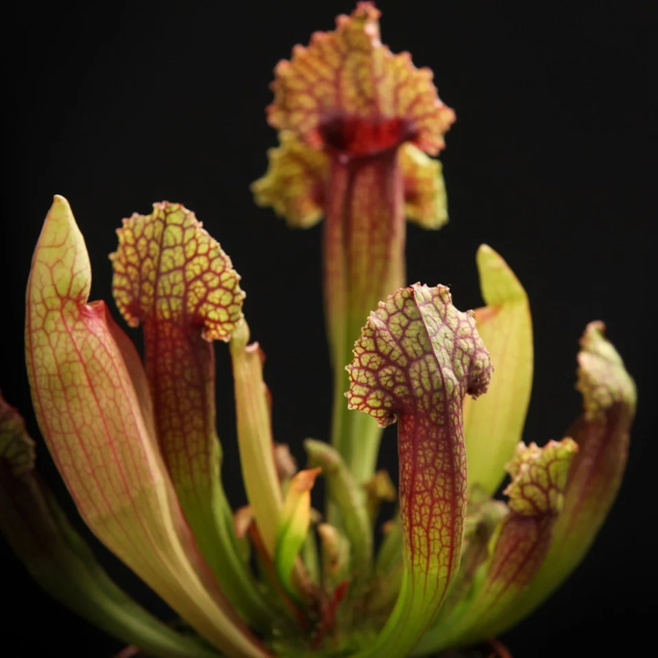 Sarracenia Mitchelliana - Planta Ulcior