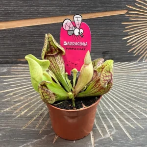 Sarracenia Purple Haze hibrid - planta ulcior