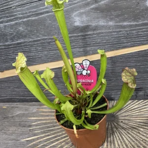 Sarracenia Purple Haze - planta ulcior