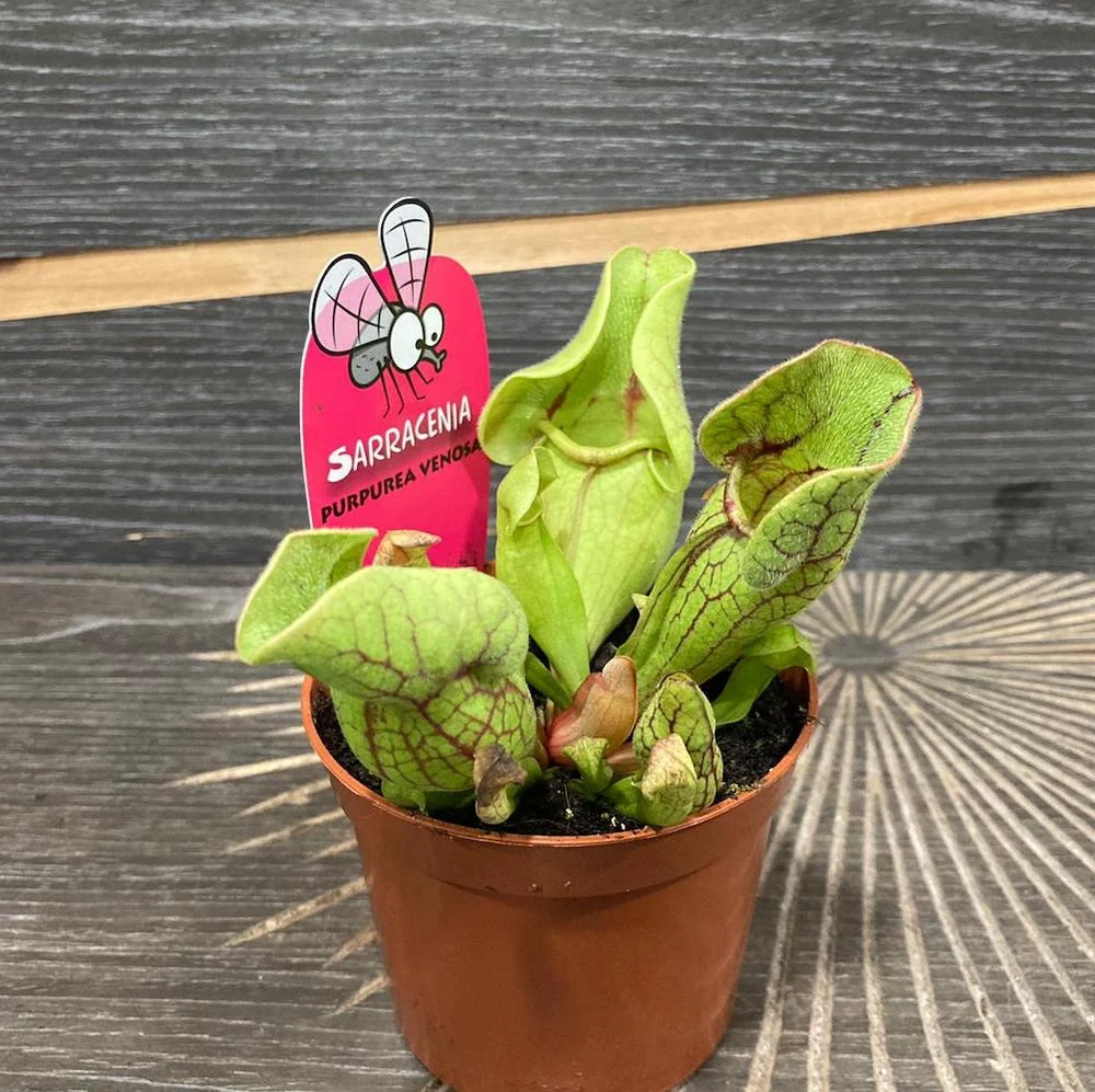 Sarracenia Purpurea Venosa - Planta Ulcior (planta carnivora)