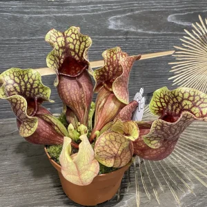 Sarracenia Purpurea venosa red - planta ulcior