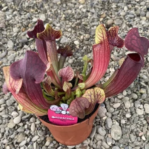 Sarracenia Tess XL - planta ulcior