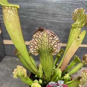 Sarracenia Velvet XL - Planta Ulcior